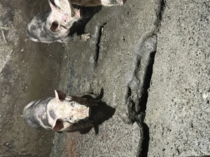 Porci de vannzare 3 luni 