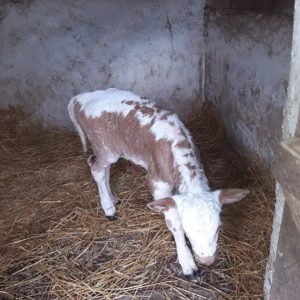 Vițea bălțată românească  - imagine 3