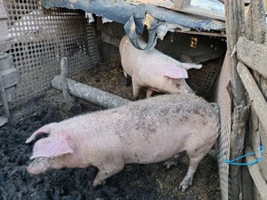 Vând porci de carne și groștei - imagine 2