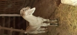 Vînd ied metis anglonubian. - imagine 2