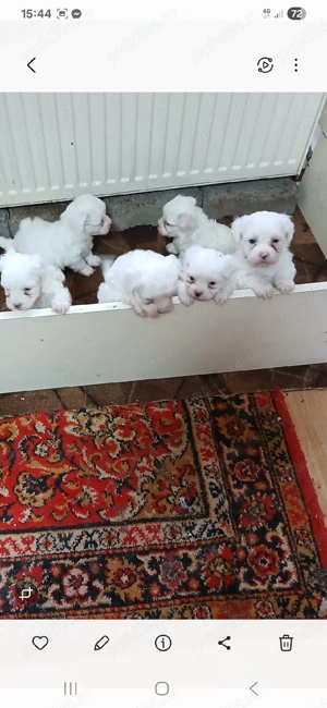 Catei maltez - imagine 3