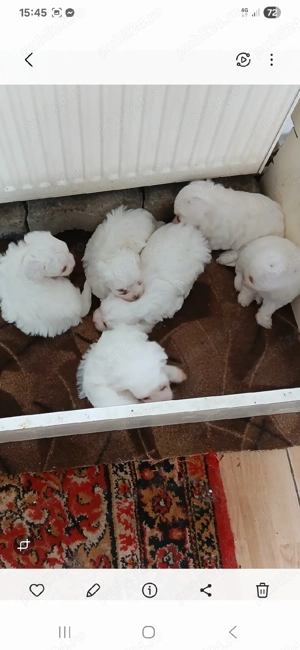 Catei maltez - imagine 2