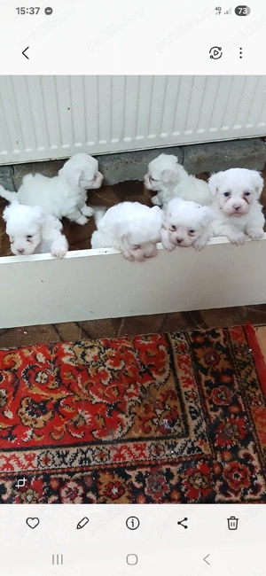 Catei maltez - imagine 4