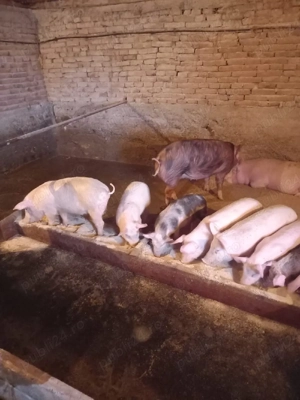 purcei și grăsuni  de vânzare  - imagine 5