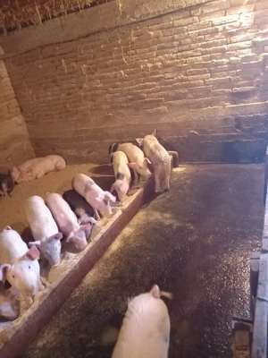 purcei și grăsuni  de vânzare  - imagine 4