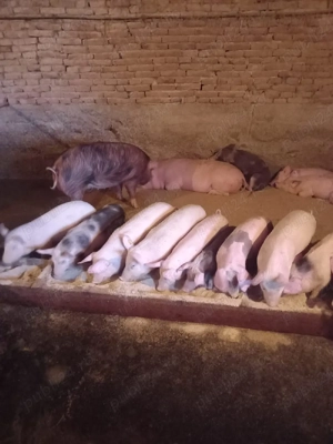 purcei și grăsuni  de vânzare 