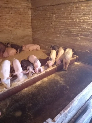 purcei și grăsuni  de vânzare  - imagine 3