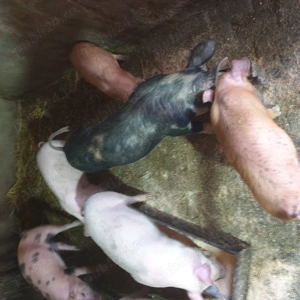 De vânzare - imagine 4