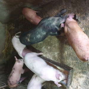 De vânzare - imagine 3