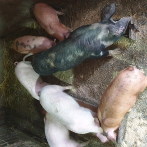 De vânzare - imagine 2