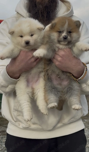 Akita Inu Japonez  - imagine 3