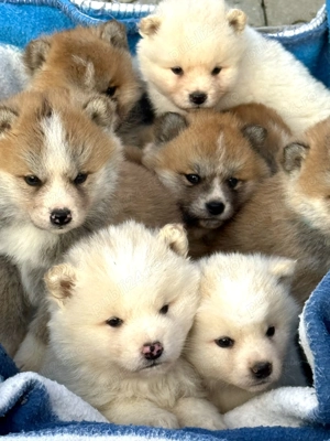 Akita Inu Japonez  - imagine 5