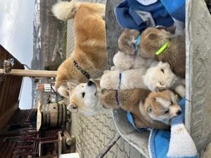 Akita Inu Japonez  - imagine 4
