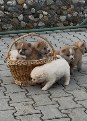 Akita Inu Japonez 