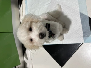 Vând BISHON maldeze