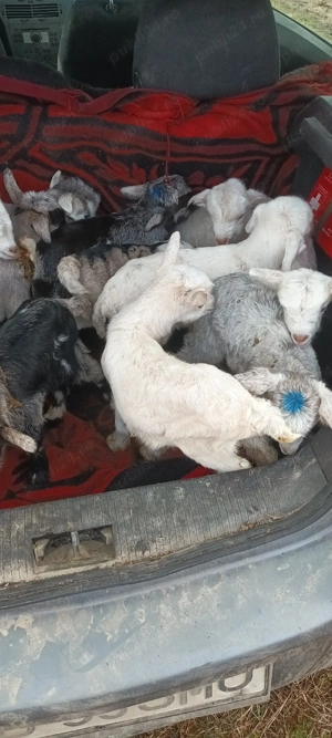 Iezi de 3,4 zile 90 lei bucata