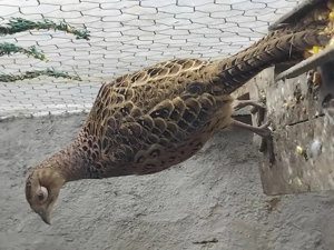 Pereche fazanii comuni disponibila  - imagine 3