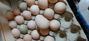 Vând ouă!!  - imagine 2