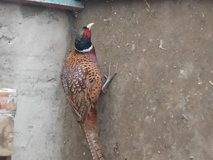 Pereche fazanii comuni disponibila  - imagine 4