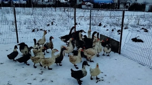 vind cocoși austrolop,giste ,doi ratoi mustii  - imagine 3