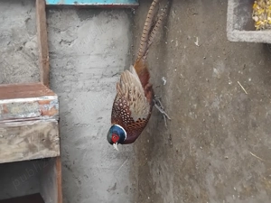 Pereche fazanii comuni disponibila  - imagine 2