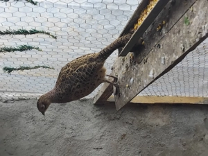 Pereche fazanii comuni disponibila 