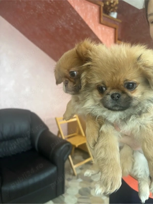 Pechinez imperial - imagine 2