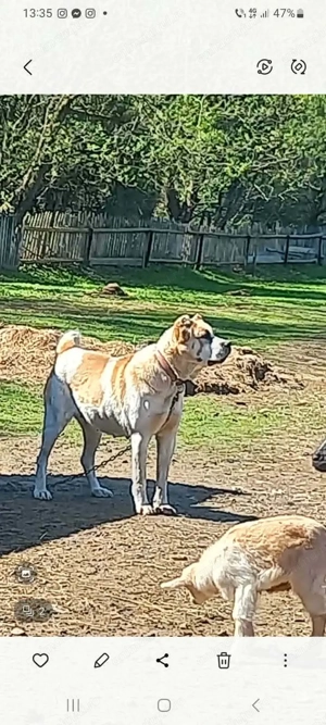 Cățea Asia Centrală