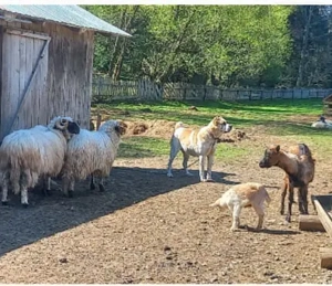 Cățea Asia Centrală - imagine 2