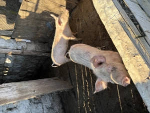 Porci si curcani - imagine 2