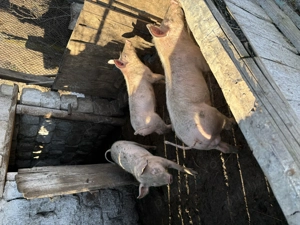 Porci si curcani - imagine 4