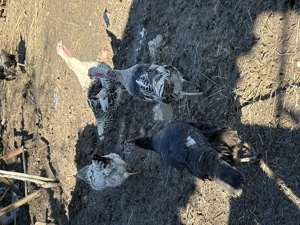 Porci si curcani - imagine 5