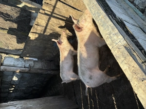 Porci si curcani - imagine 3