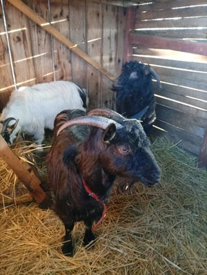 Capre de vânzare. - imagine 2