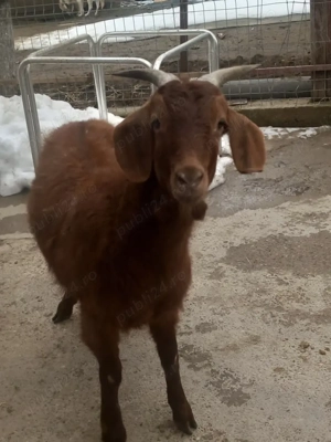 Capre tinere gestante - imagine 2