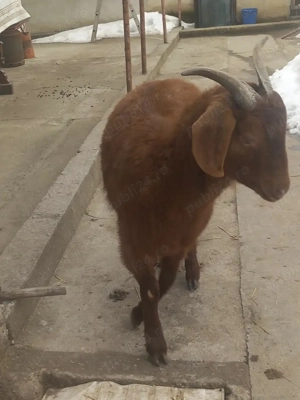 Capre tinere gestante