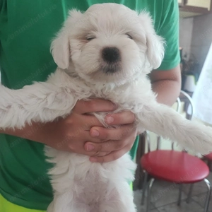 Bichoni Maltezi super jucăuși 