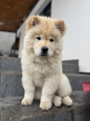 Chow chow pui femela