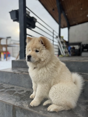 Chow chow pui femela - imagine 4