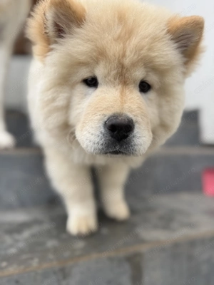 Chow chow pui femela - imagine 3