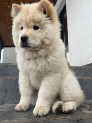 Chow chow pui femela - imagine 2