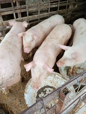 Vând Purcei - imagine 3