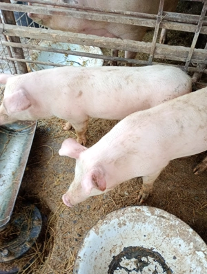 Vând Purcei - imagine 2