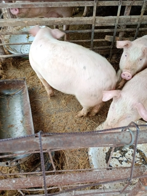 Schimb purcel Șoldan 