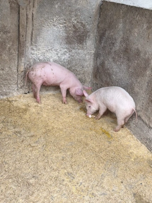 purcei marele alb x landrace 