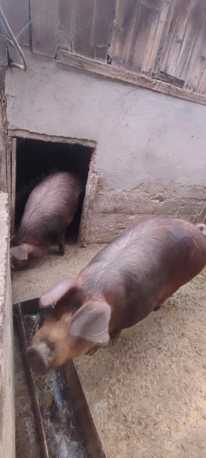 Purcele duroc - imagine 3