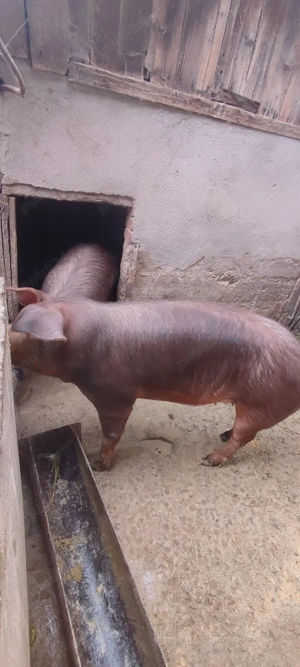 Purcele duroc - imagine 2