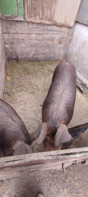 Purcele duroc - imagine 4