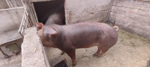 Purcele duroc