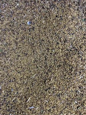 vând sămânță de lucernă 